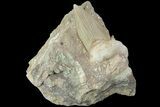 Eocene Otodus Shark Tooth Fossil in Rock - Huge Tooth! #174045-1